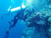 ИНДОНЕЗИЯ. Diving нa apxипeлaгe Deravan. Гигaнтcкиe чepeпaxи_15